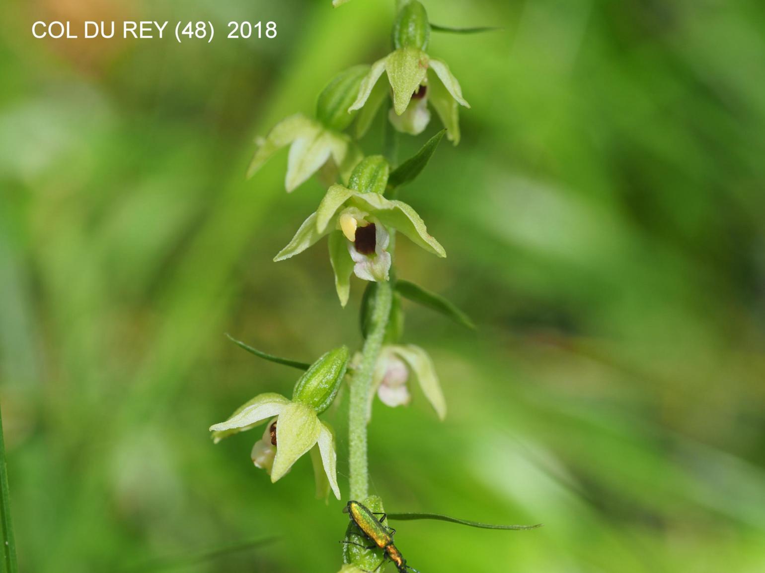 Helleborine, Narrow-lipped